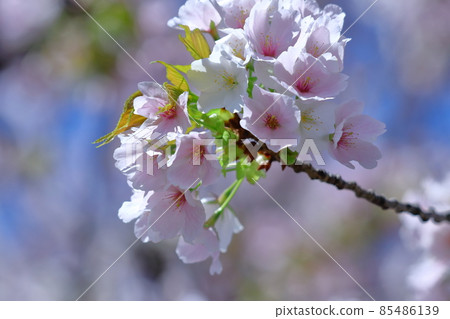 Spring in full bloom 85486139