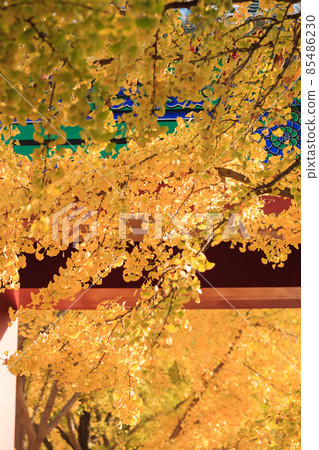 Beijing autumn ditan park view beautiful fall Beijing autumn ditan park view beautiful fall 85486230