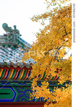 Beijing autumn ditan park view beautiful fall 85486240