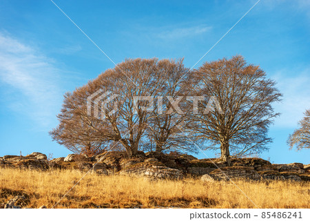 Bare Beech Trees and Karst Formations in Lessinia Plateau Veneto Italy 85486241