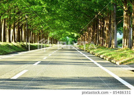 A row of green metasequoia trees 85486331