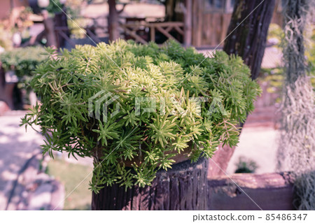Small tree or cactus in pots for decoration plant Small tree or cactus in pots for decoration plant 85486347