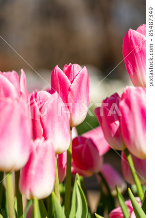 Ice tulip 85487349