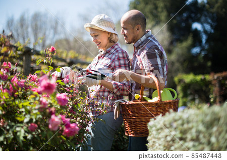 Family work in the garden. Woman and man grow roses Family work in the garden. Woman and man grow roses 85487448