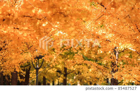 Beijing autumn ditan park view beautiful fall 85487527