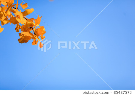 Beijing autumn ditan park view beautiful fall Beijing autumn ditan park view beautiful fall 85487573