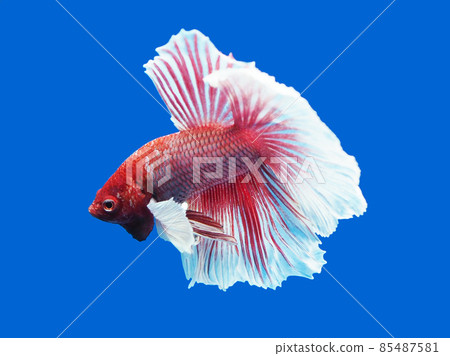 Betta Elephant Year Betta Elephant Year 85487581