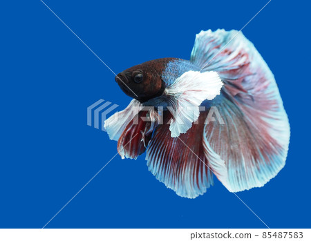 鬥魚超級三角洲大象年 85487583