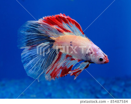 Better Double Tail Better Double Tail 85487584