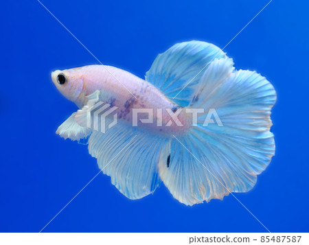 Solid white Solid white 85487587