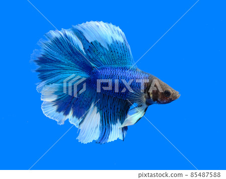 更好的雙尾 85487588