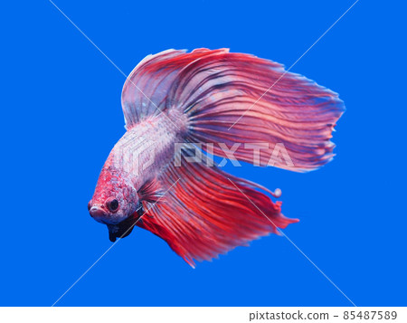 Better Better 85487589