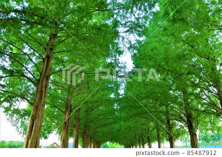 A row of green metasequoia trees 85487912