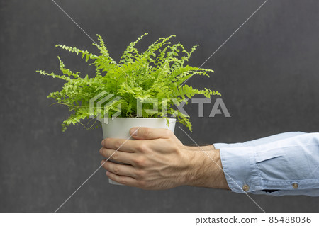 Mans hand holding Houseplant. Green Home plant in modern flower pot on gray background. 85488036