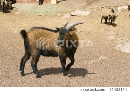 goat in a fence with other herd animals goat in a fence with other herd animals 85488154