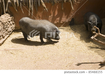 black breed pig in a fence 85488155