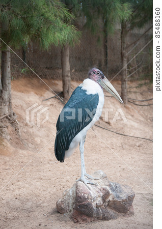 African marabu perched on a rock African marabu perched on a rock 85488160