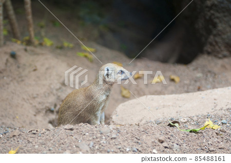 meerkat just out of its hole 85488161