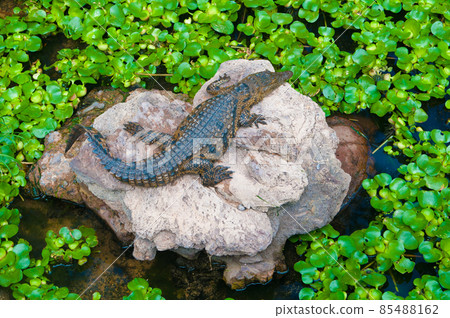dangerous crocodile resting in the sun dangerous crocodile resting in the sun 85488162