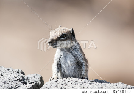 Moorish squirrel looking for something to eat 85488163