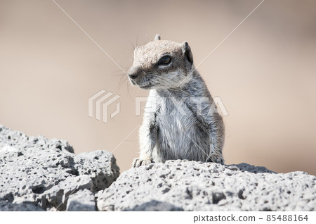 Moorish squirrel looking for something to eat 85488164