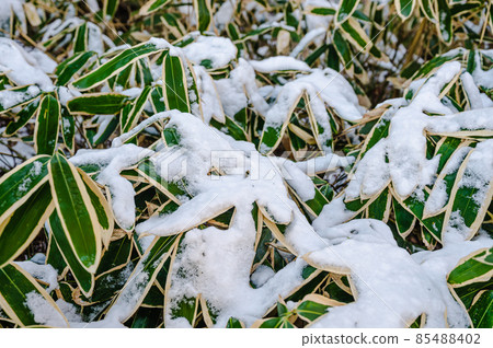 Kumazasa in the snow 85488402