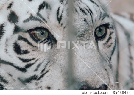 動物園白虎特寫 動物園白虎特寫 85488434