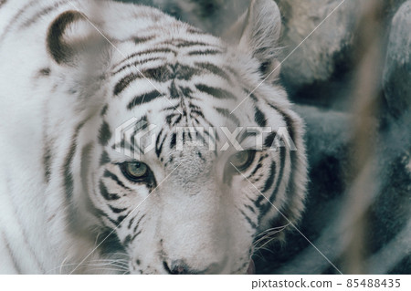 動物園白虎特寫 85488435