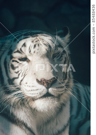 動物園白虎特寫 動物園白虎特寫 85488436