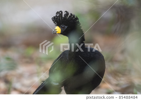 Bare faced Curassow,, Pantanal Brazil Bare faced Curassow,, Pantanal Brazil 85488484