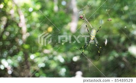 Scenery with insects <05> (Large spider with a spider web) Scenery with insects <05> (Large spider with a spider web) 85489529