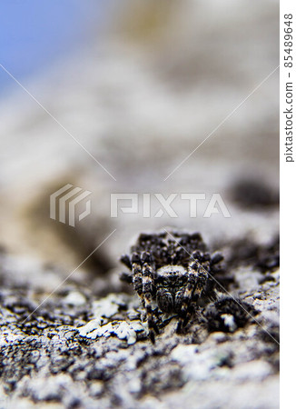 Sneaky spider in the mountain perfectly camouflaged 85489648