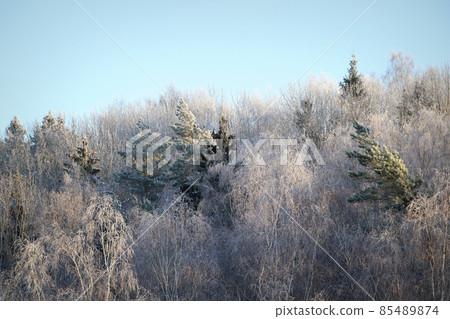Winter landscape. Trees and bushes with hoarfrost. The cold season. a grayish-white crystalline deposit of frozen water vapor formed in clear still weather Winter landscape. Trees and bushes with hoarfrost. The cold season. a grayish-white crystalline deposit of frozen water vapor formed in clear still weather 85489874