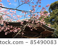 Spring shrine and cherry blossoms 85490083