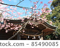 Spring shrine and cherry blossoms 85490085