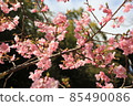 Spring shrine and cherry blossoms 85490086