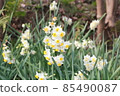 Haruyama Narcissus 85490087