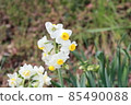 Haruyama Narcissus 85490088