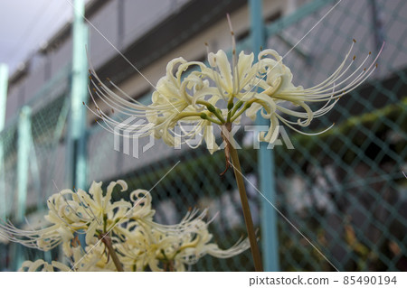White cluster amaryllis White cluster amaryllis 85490194