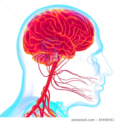 Human Brain Anatomy For Medical Concept 3D Human Brain Anatomy For Medical Concept 3D 85490561