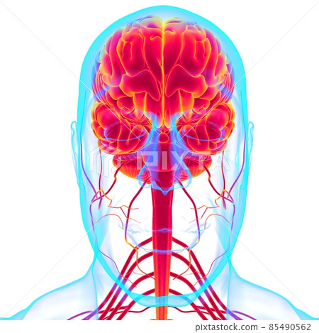 Human Brain Anatomy For Medical Concept 3D 85490562