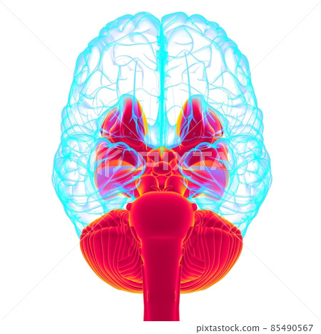 Human Brain inner parts Anatomy For Medical Concept 3D Rendering Human Brain inner parts Anatomy For Medical Concept 3D Rendering 85490567