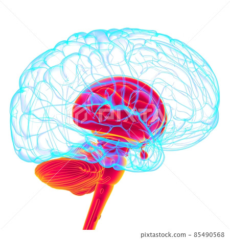 Human Brain inner parts Anatomy For Medical Concept 3D Rendering Human Brain inner parts Anatomy For Medical Concept 3D Rendering 85490568