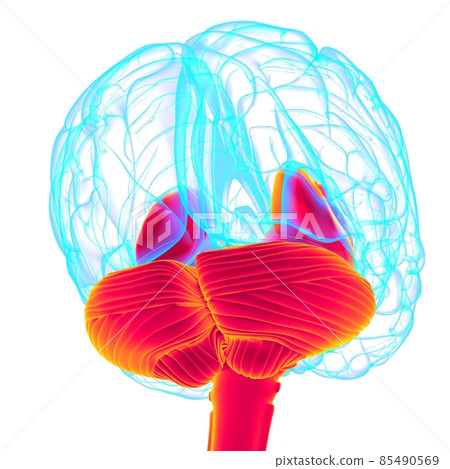 Human Brain inner parts Anatomy For Medical Concept 3D Illustration Human Brain inner parts Anatomy For Medical Concept 3D Illustration 85490569