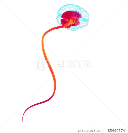 Human Brain inner parts Anatomy For Medical Concept 3D Human Brain inner parts Anatomy For Medical Concept 3D 85490574