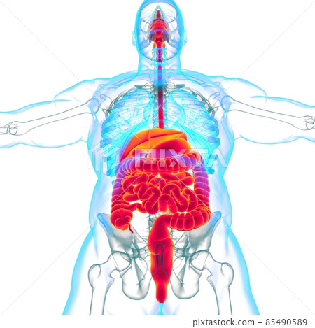 Human Digestive System Anatomy For Medical Concept 3D Human Digestive System Anatomy For Medical Concept 3D 85490589