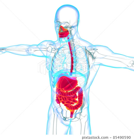 Human Digestive System Anatomy For Medical Concept 3D Human Digestive System Anatomy For Medical Concept 3D 85490590