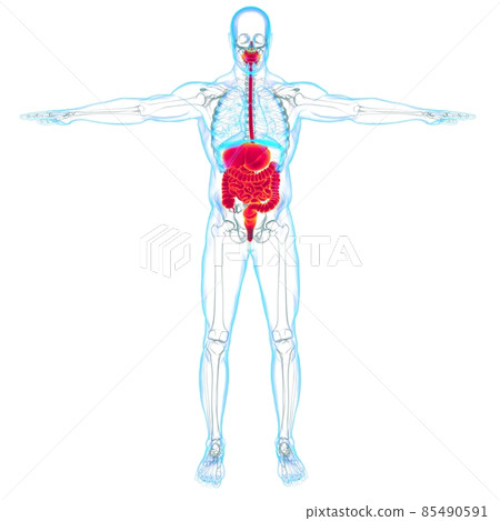 Human Digestive System Anatomy For Medical Concept 3D Rendering Human Digestive System Anatomy For Medical Concept 3D Rendering 85490591