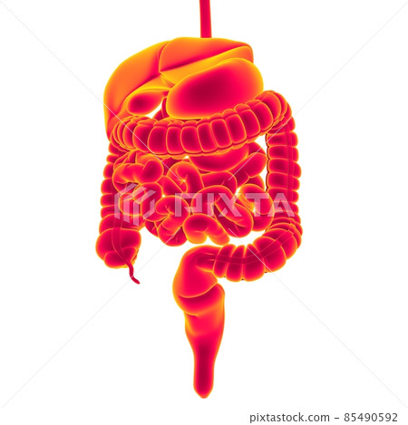 Human Digestive System Anatomy For Medical Concept 3D Rendering Human Digestive System Anatomy For Medical Concept 3D Rendering 85490592