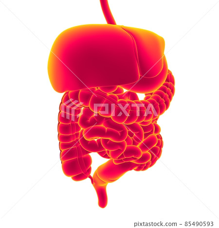 Human Digestive System Anatomy For Medical Concept 3D Rendering Human Digestive System Anatomy For Medical Concept 3D Rendering 85490593